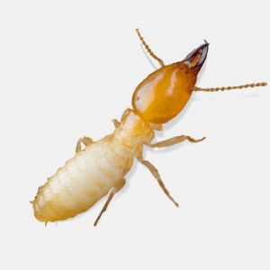 Termite Soldier